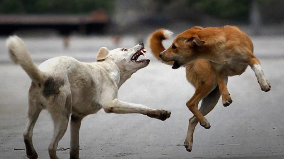 6a244be3c1e86-dog-terror-063329234-16x9.jpg