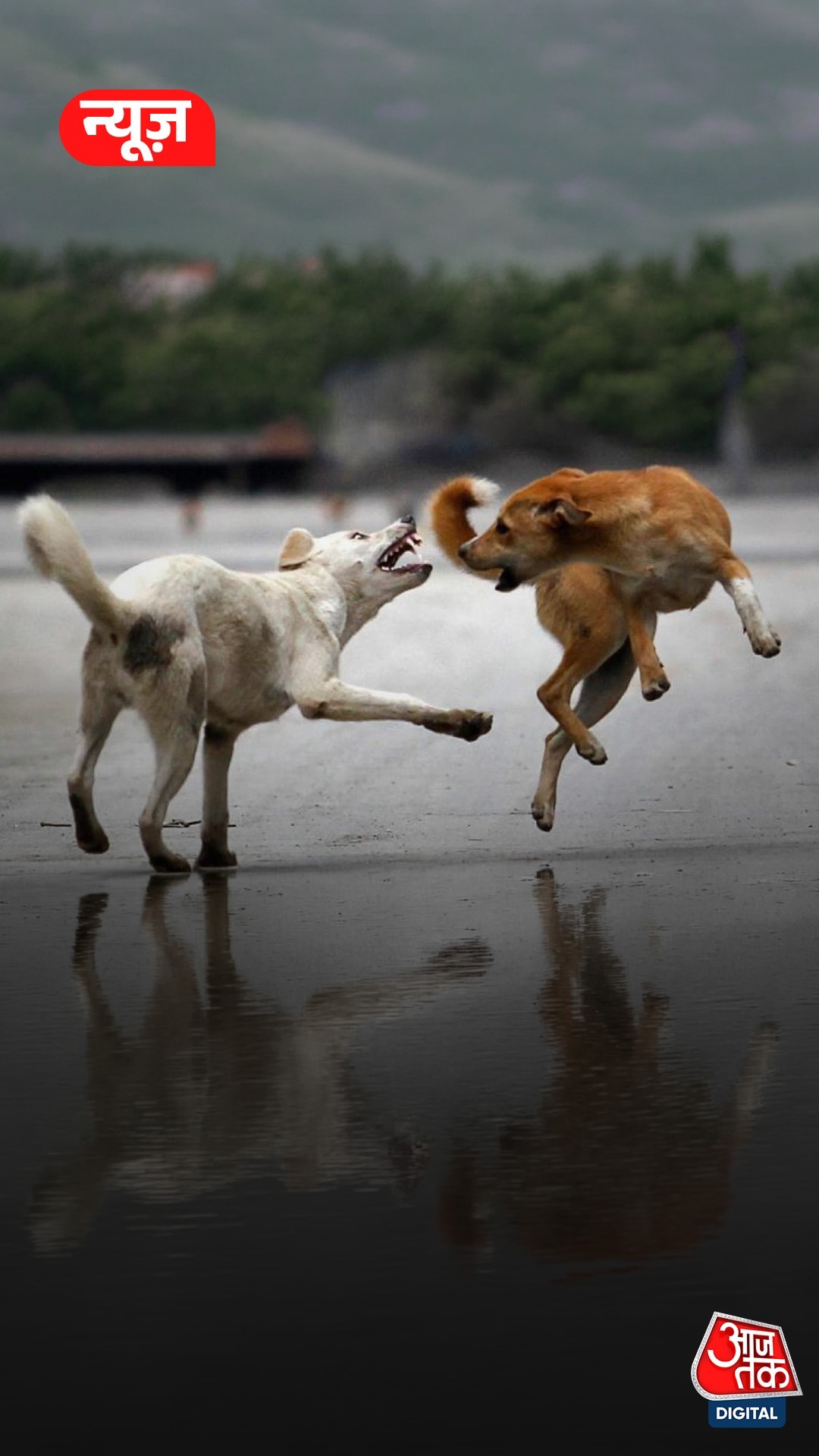 Dog Terror 