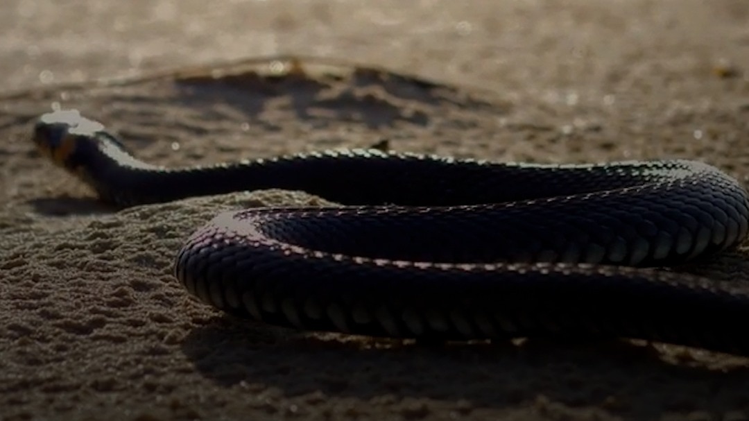 How to identify snake 