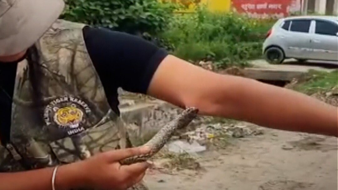 Snake rescuer bitten