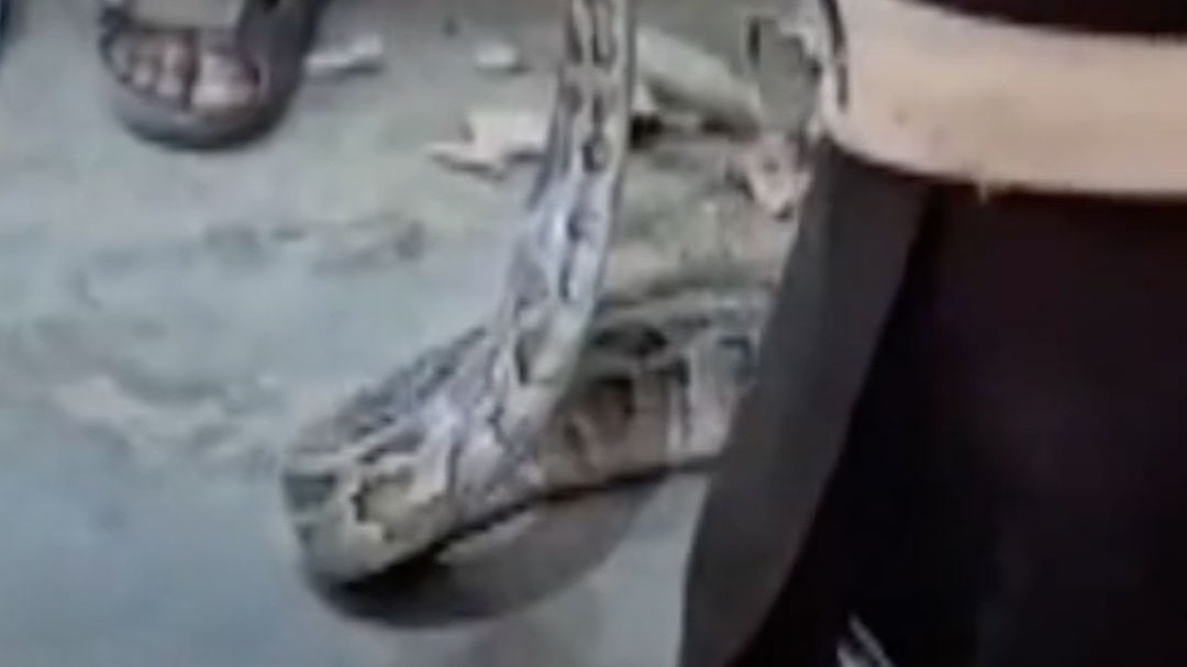 Python Found in Meerut Shop