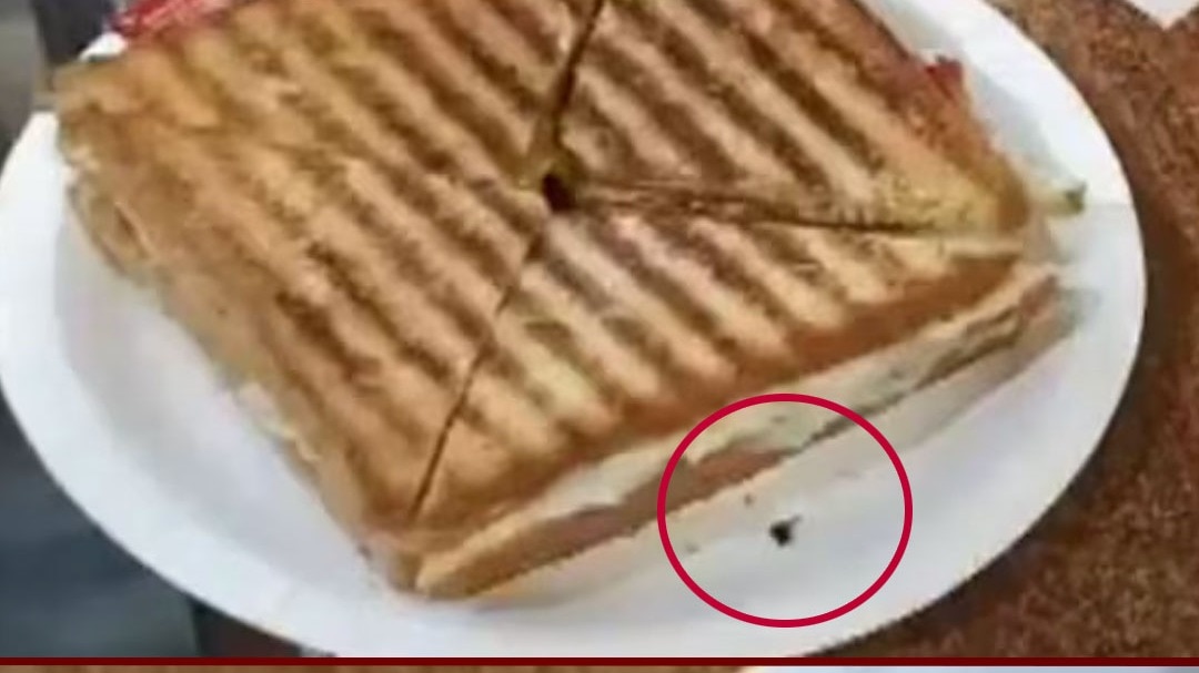 Dead fly in sandwich