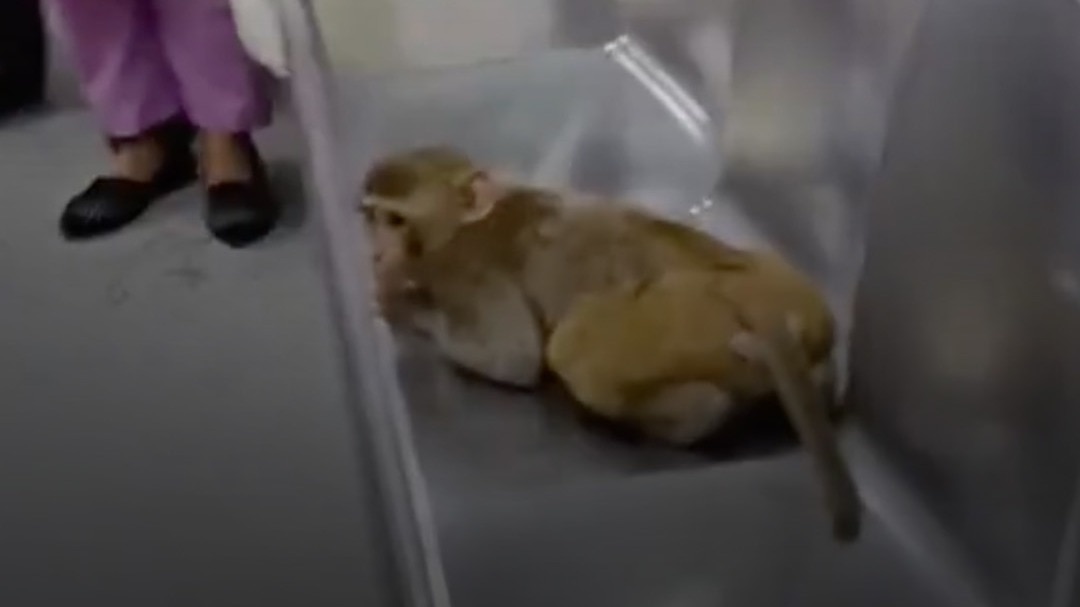 6a37aed55f893-monkey-enters-delhi-metro-212844996-16x9.jpg