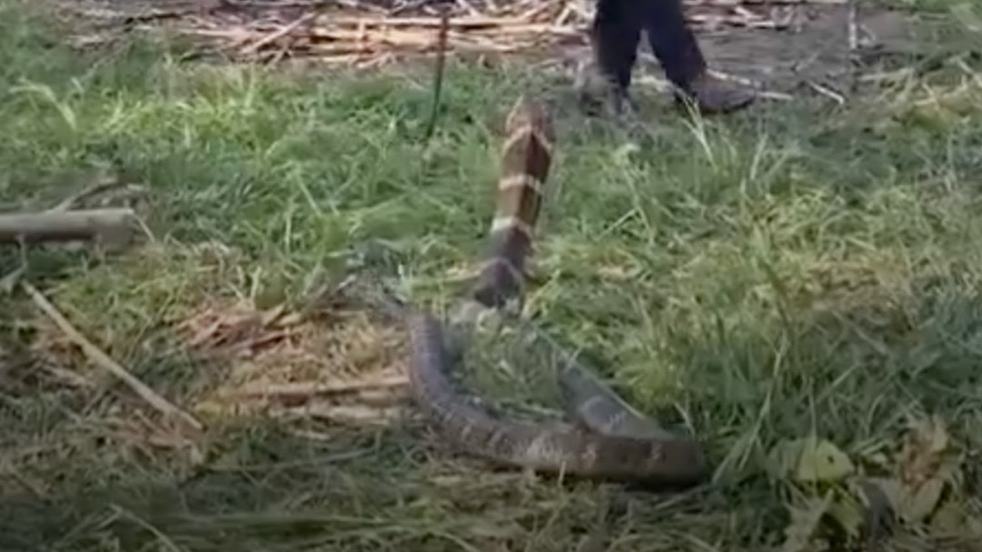 Massive king cobra
