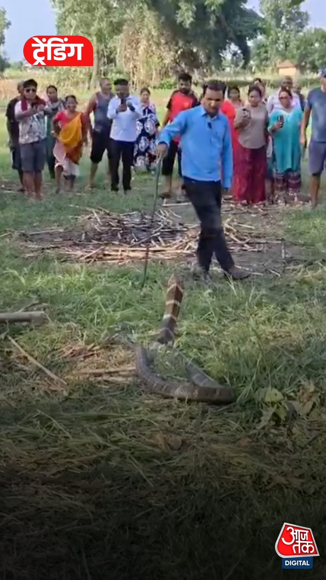 Massive king cobra