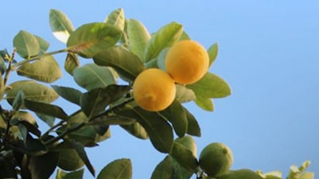 Nimbu Plant 