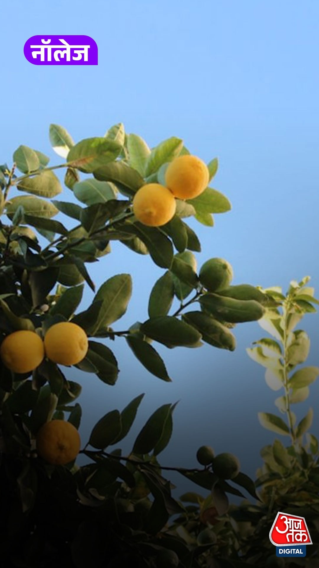 Nimbu Plant 