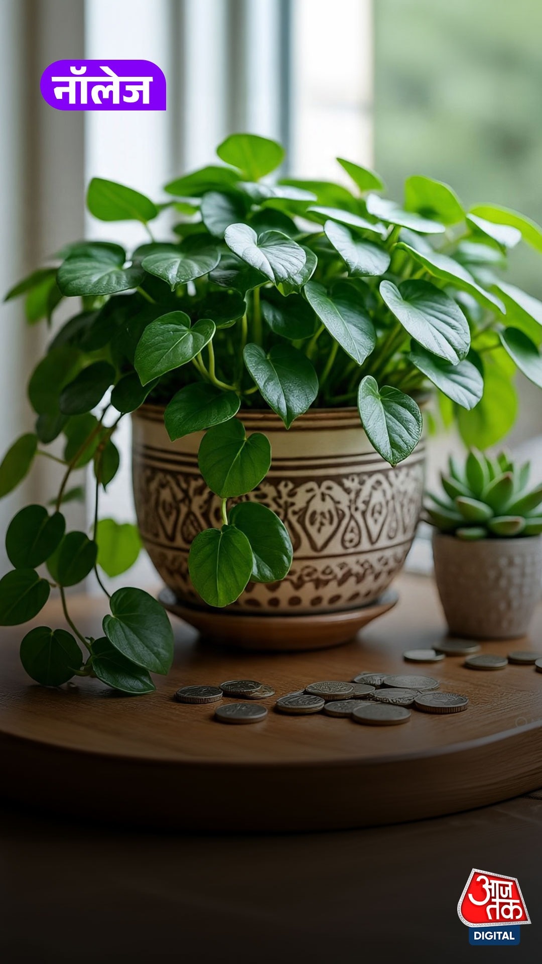 Money Plant 