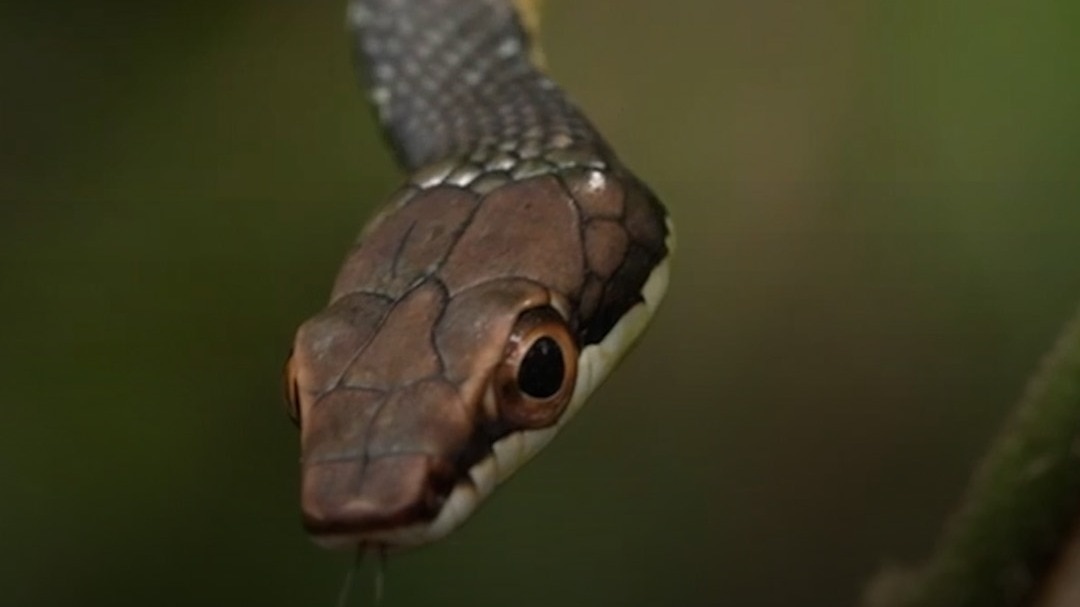 Snake Prevention Tips