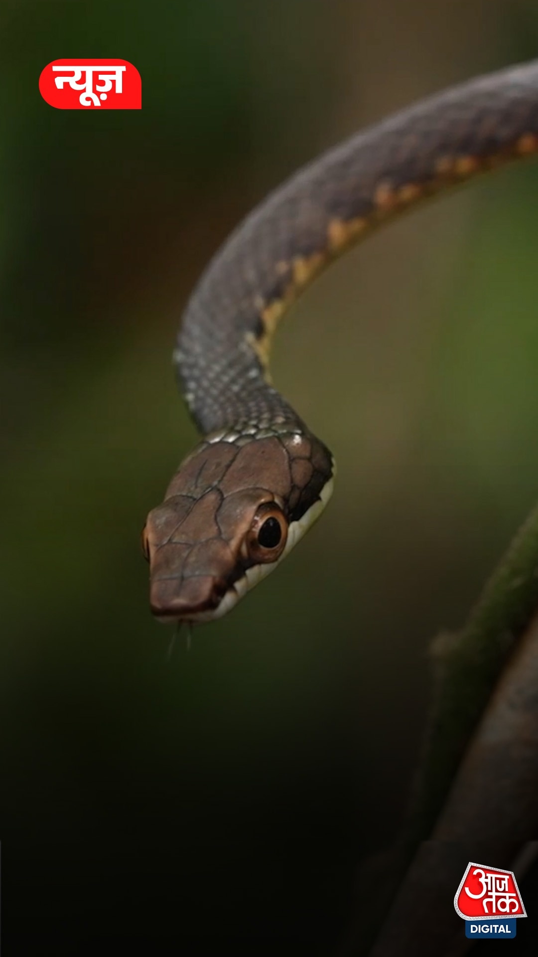 Snake Prevention Tips