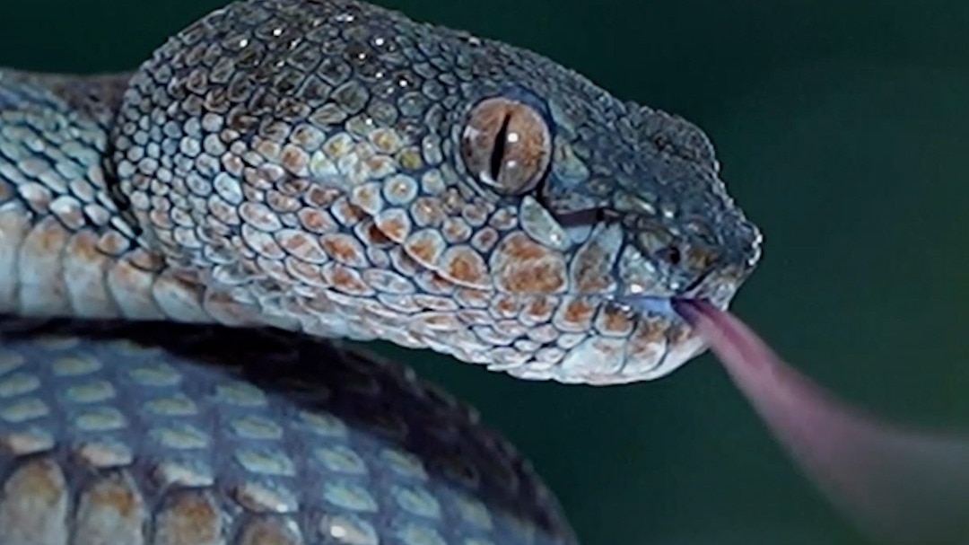 snake entry home smell