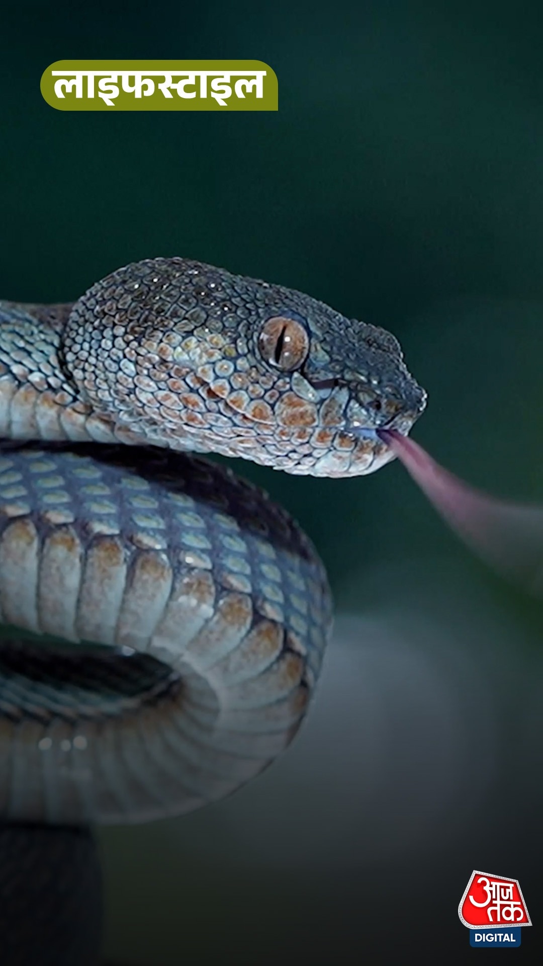 snake entry home smell