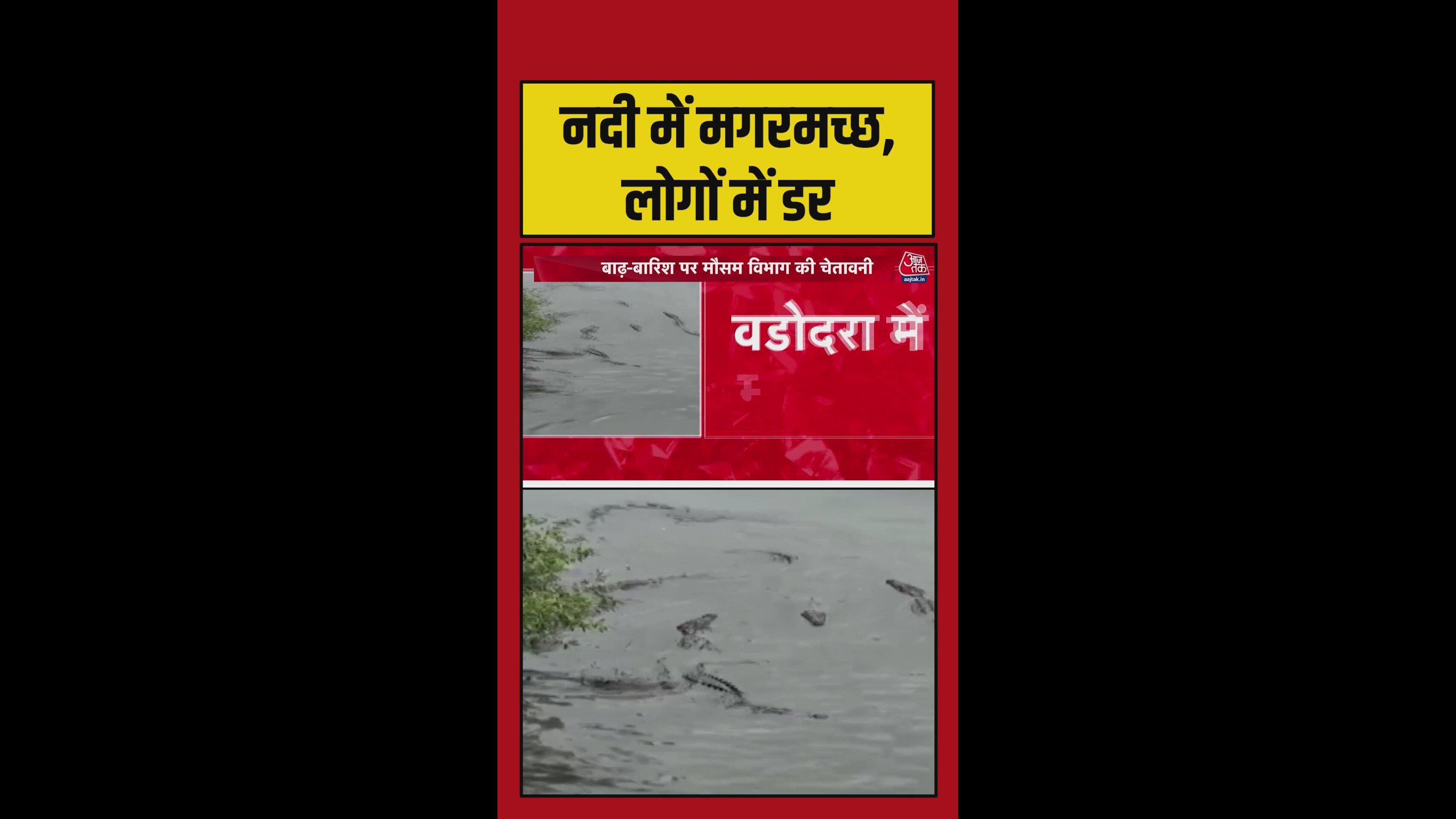 Eleven crocodiles spotted in Vadodara after heavy rains