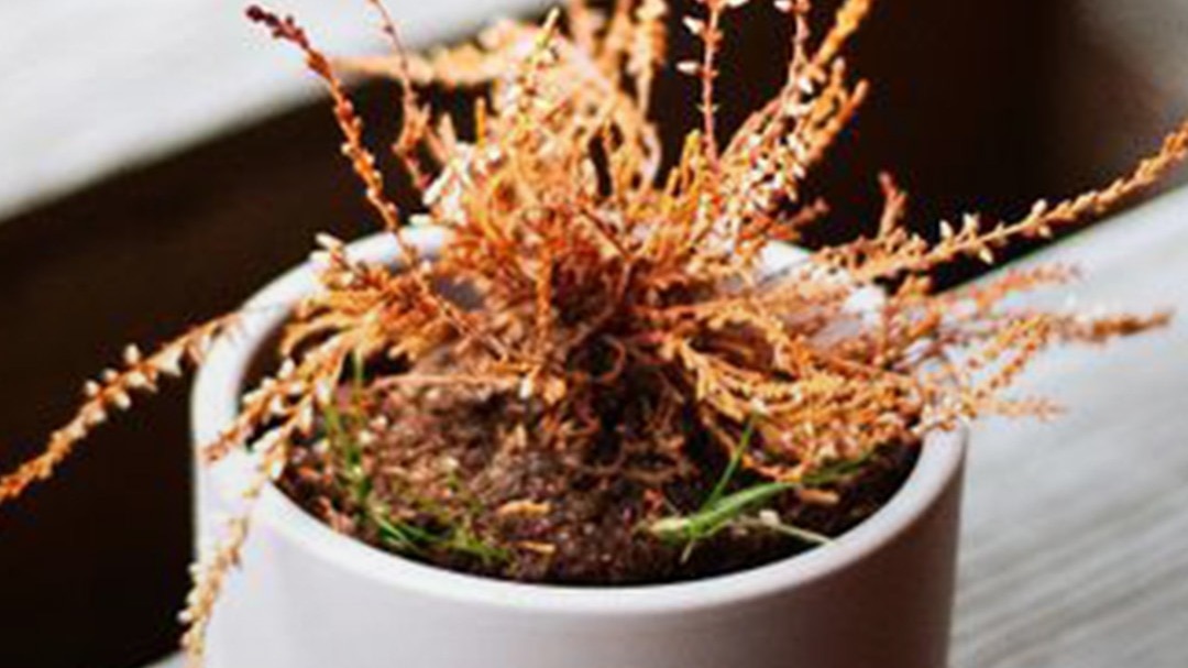 6a46375db5462-plant-in-summer-020303780-16x9.jpg