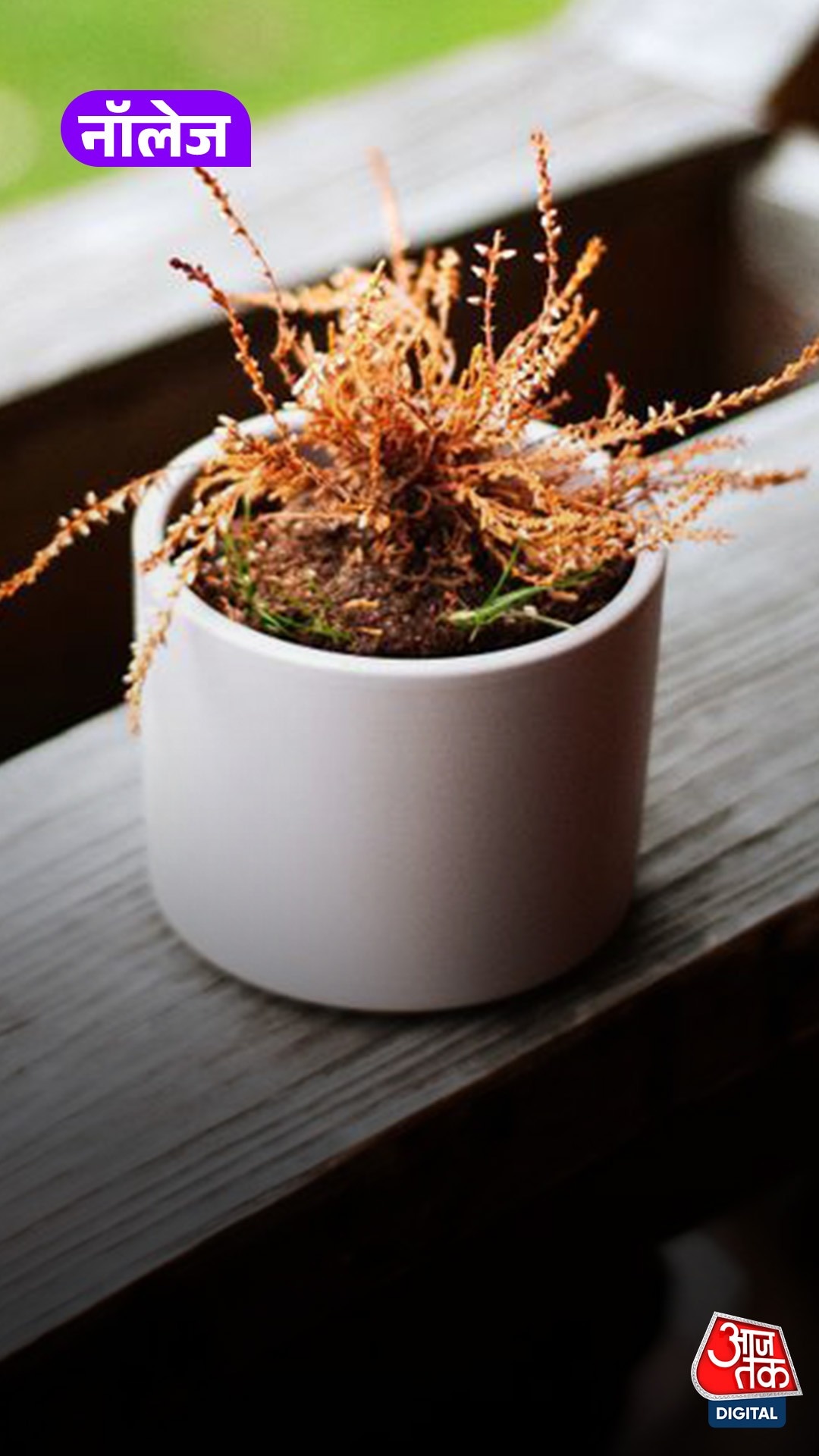 Plant In Summer