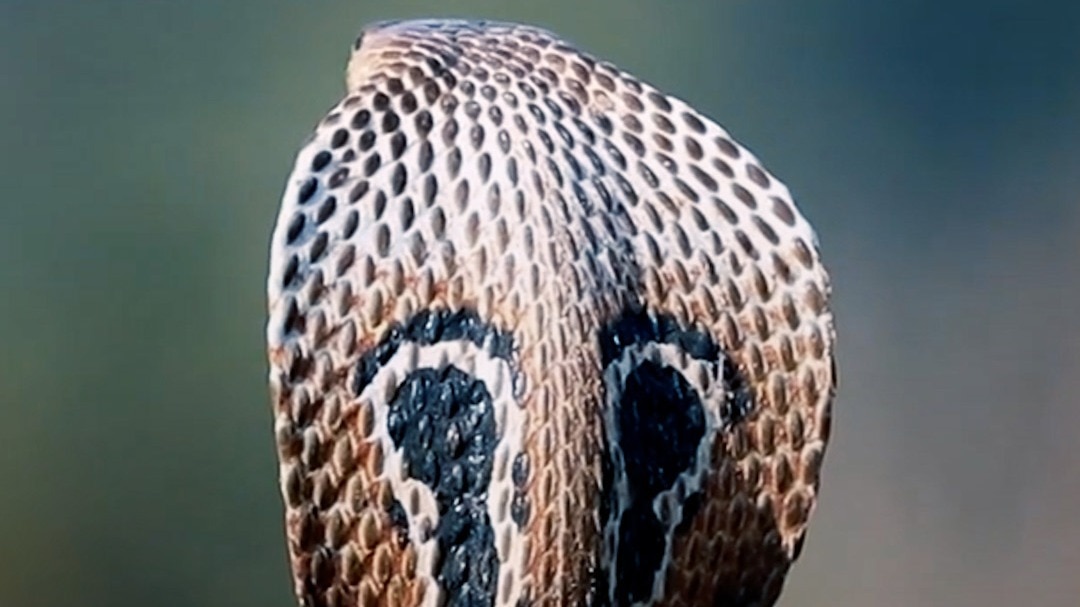 Snake Safety Tips In Monsoon