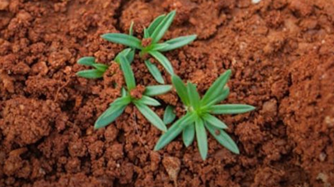 Clay Soil 