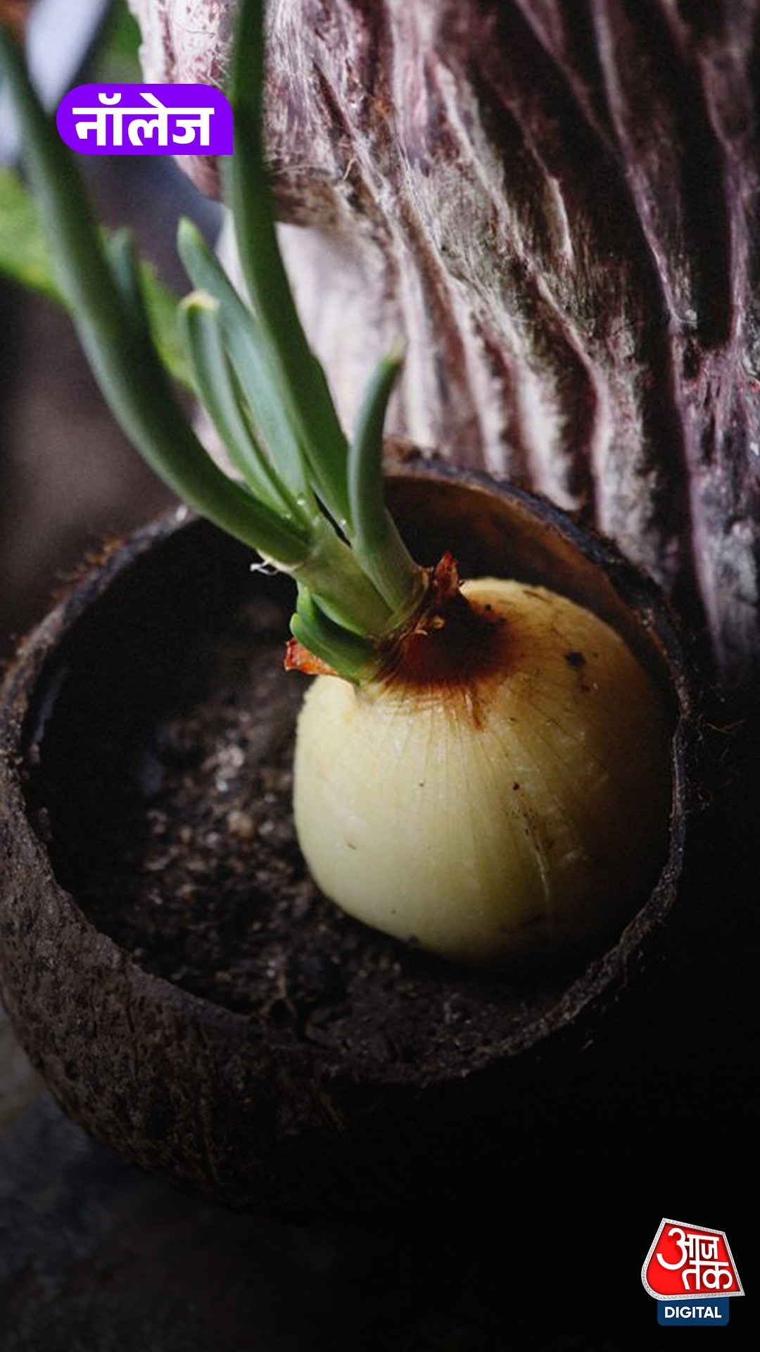 Organic Onion 