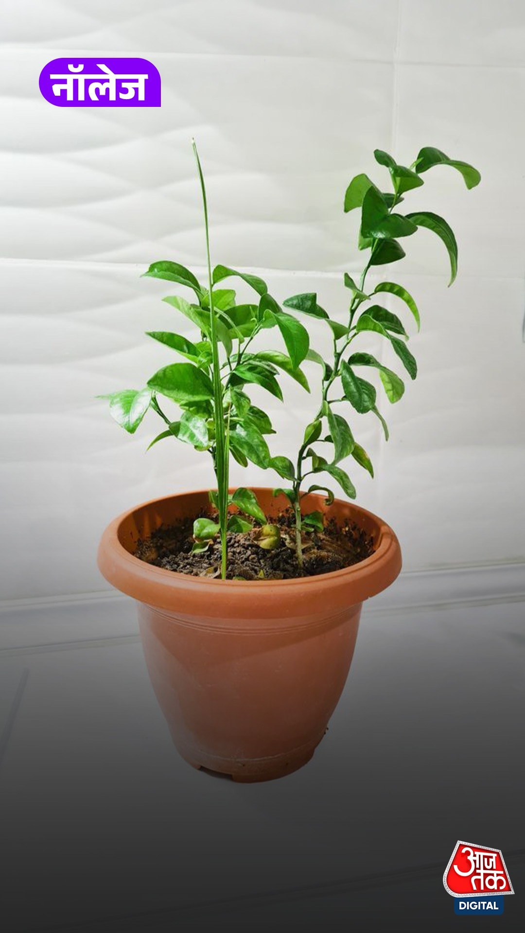 Plant 