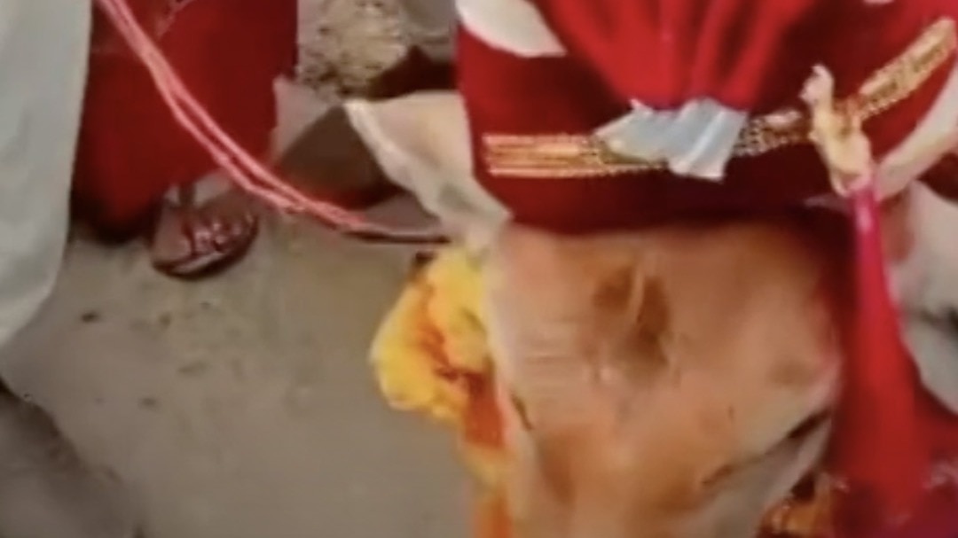 Cow Calf Wedding