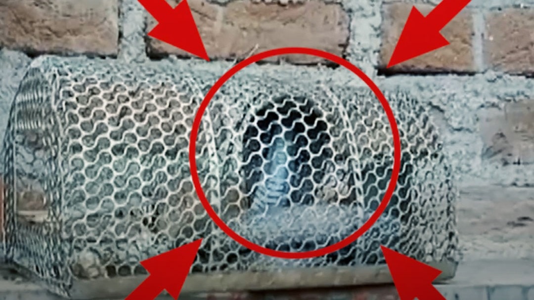 Cobra trapped in rat cage Rajasthan viral video 