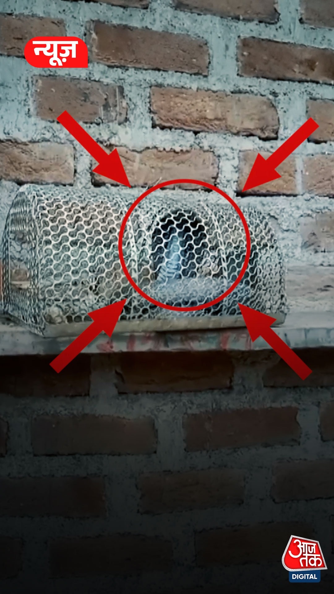 Cobra trapped in rat cage Rajasthan viral video 