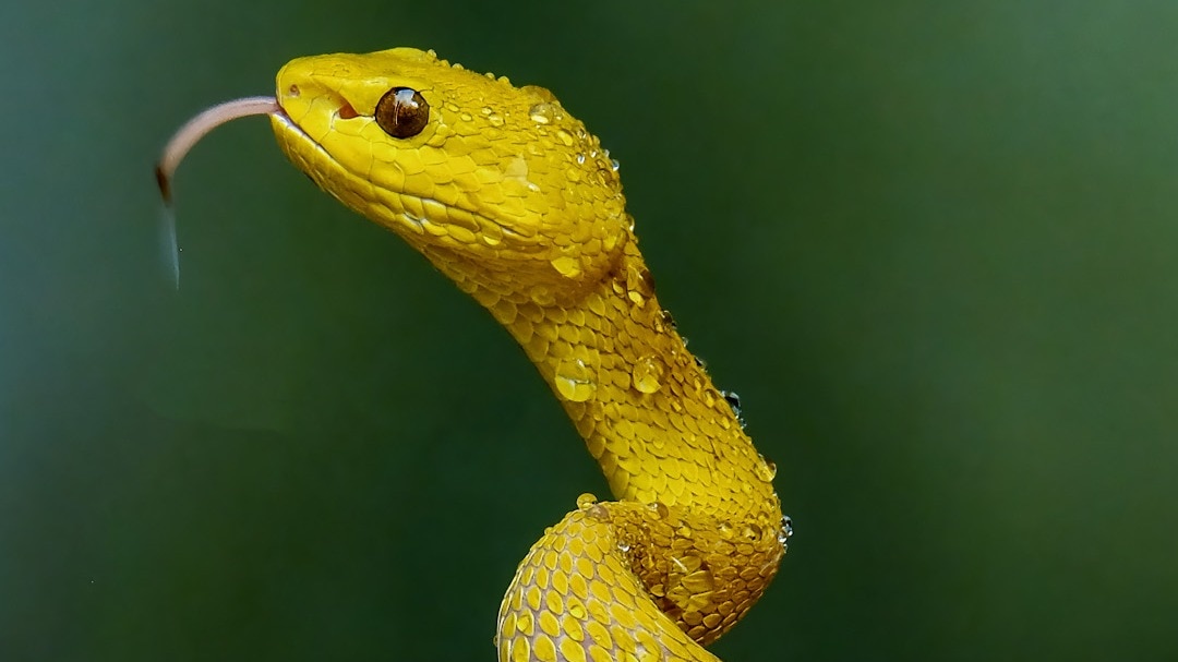 Snake