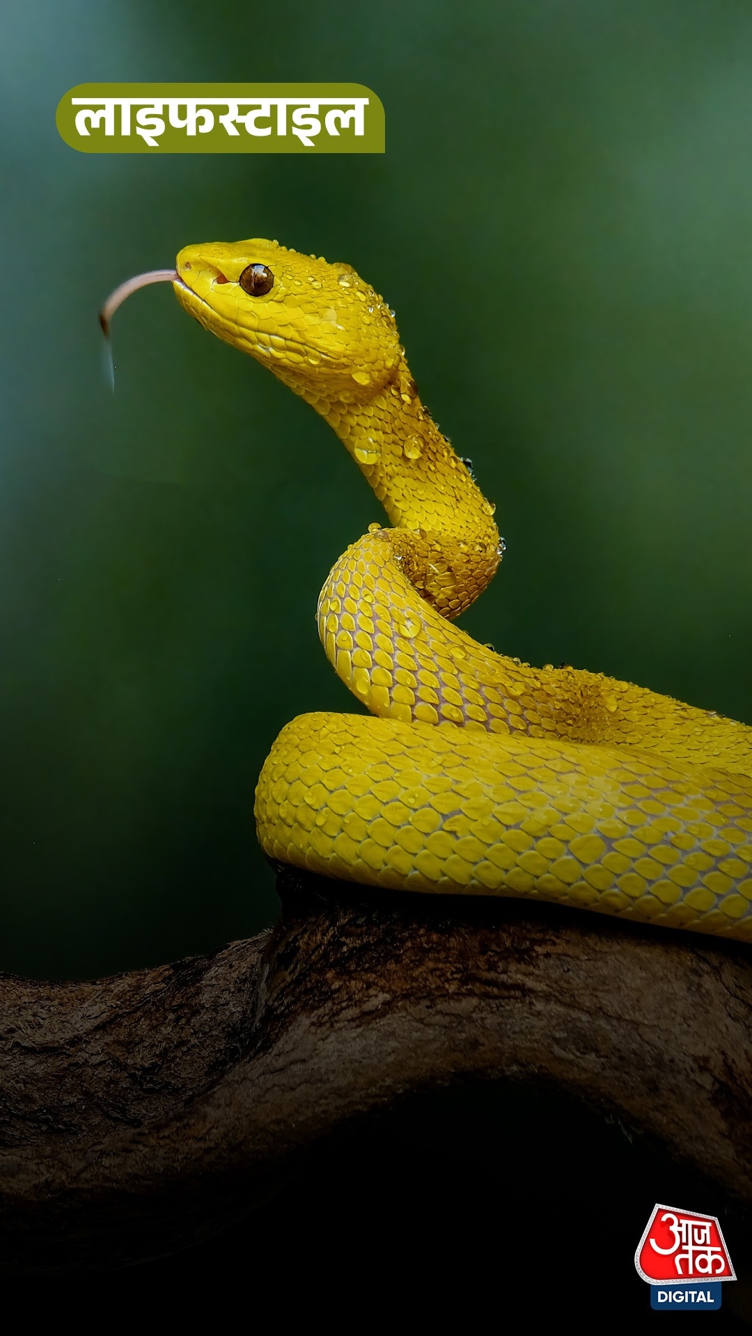 How to Prevent Snakes: घर में लगे ये पौधे बन सकते हैं सांपों का ठिकाना, जानें बचाव के तरीके
