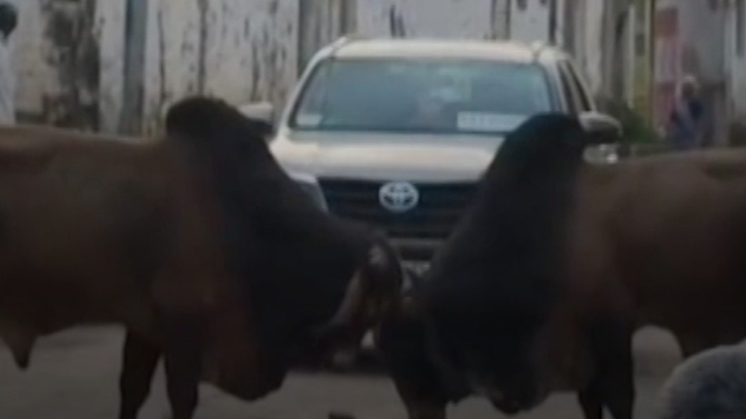 Bull Fight