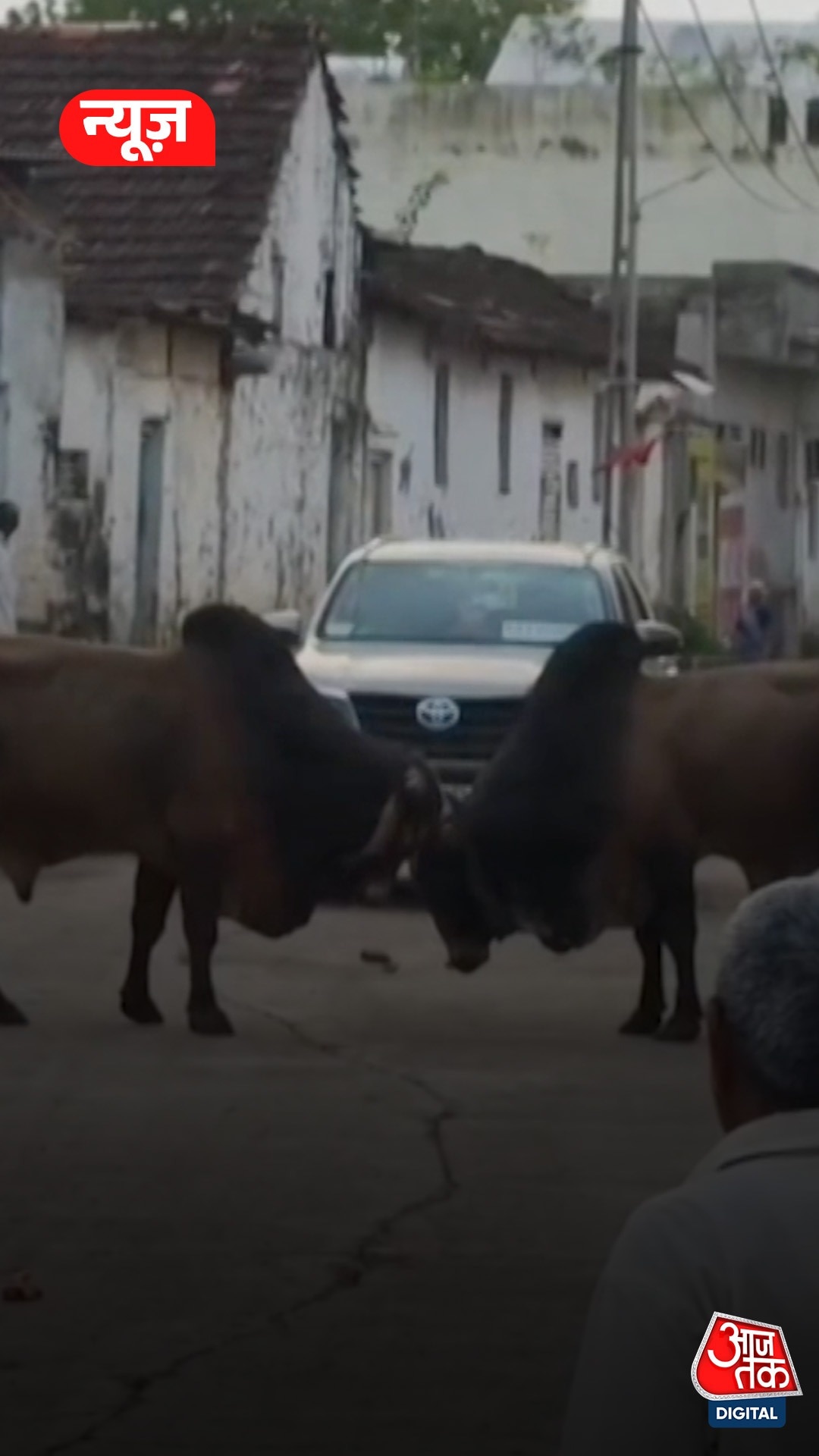 Bull Fight