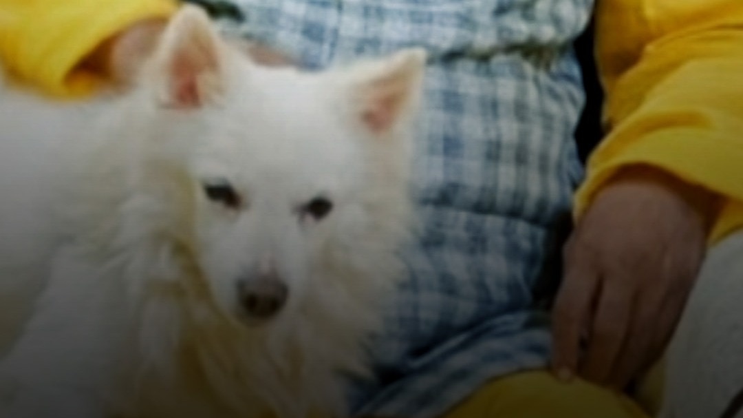 Dog dies after owner funeral