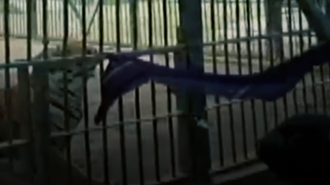 Junagadh Sakkarbaug Zoo Viral Video