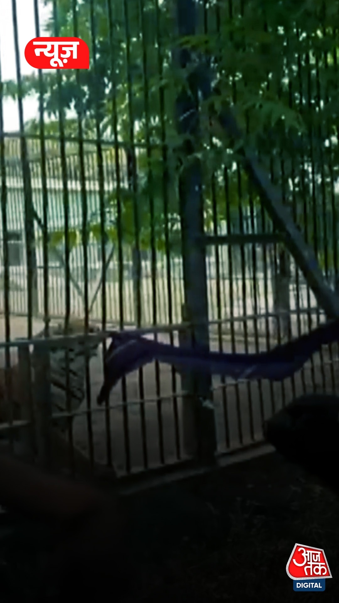 Junagadh Sakkarbaug Zoo Viral Video
