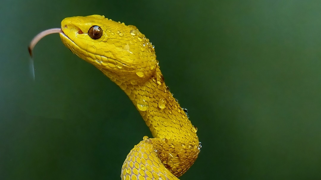 Snake
