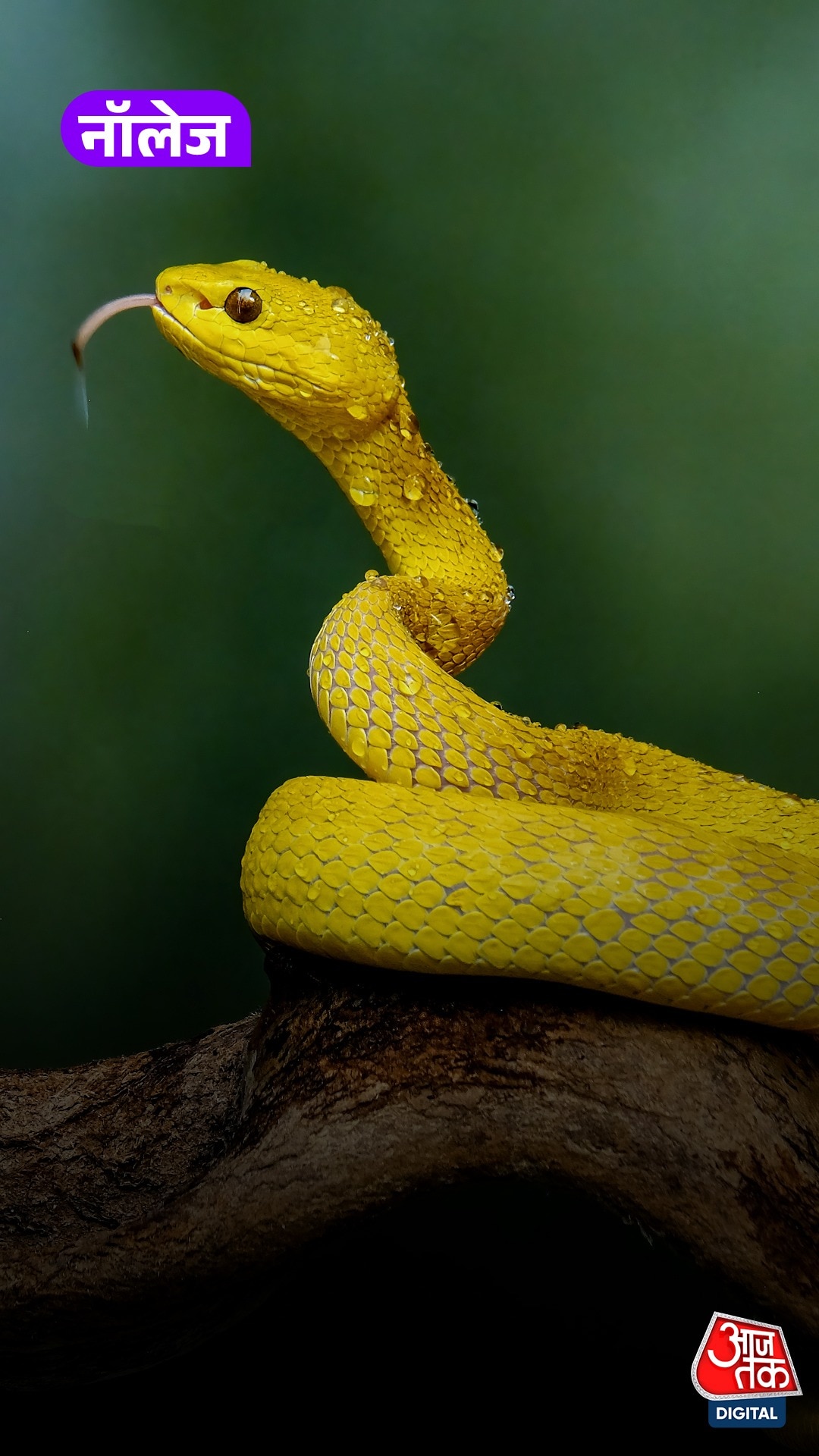 Snake