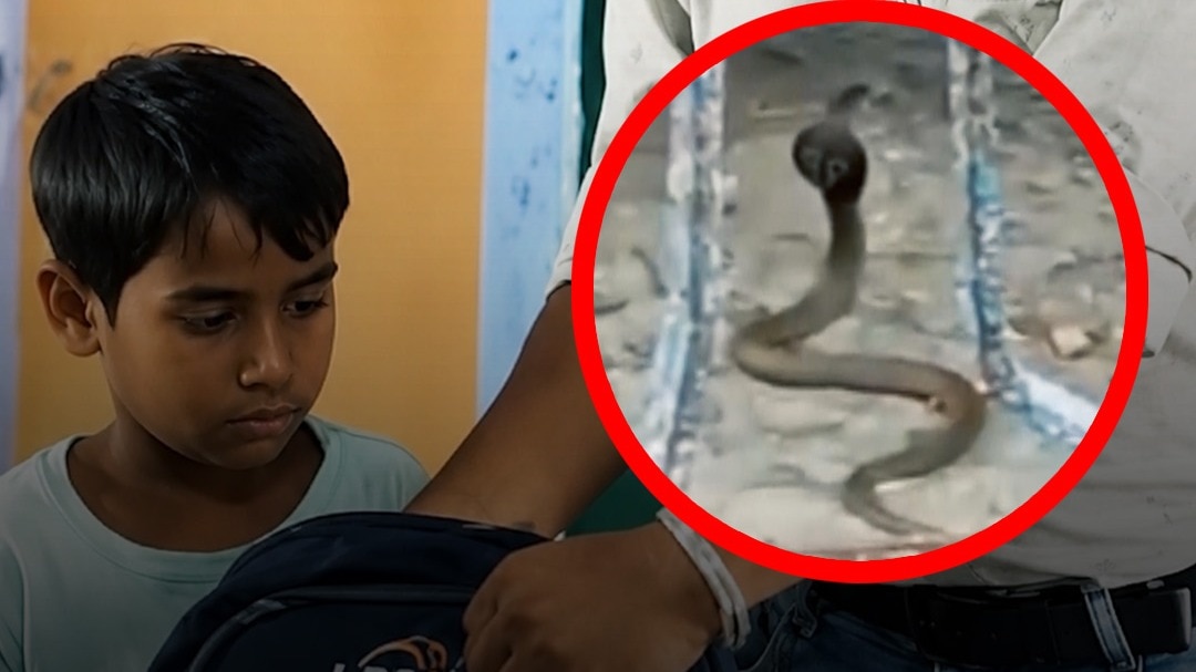 Snake found in school bag