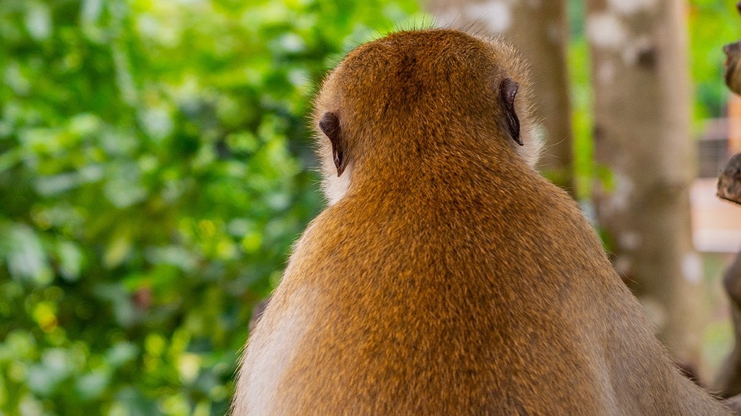 monkey new species