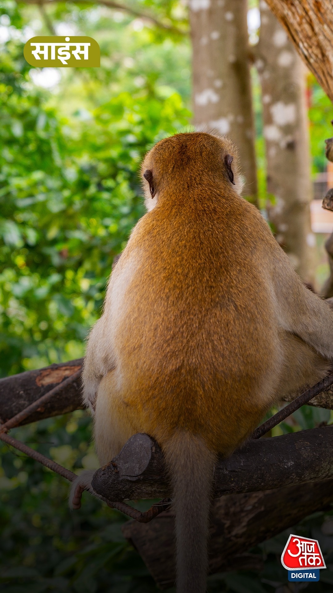 monkey new species