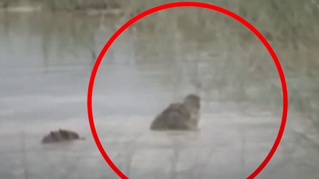 bahraich crocodile attack