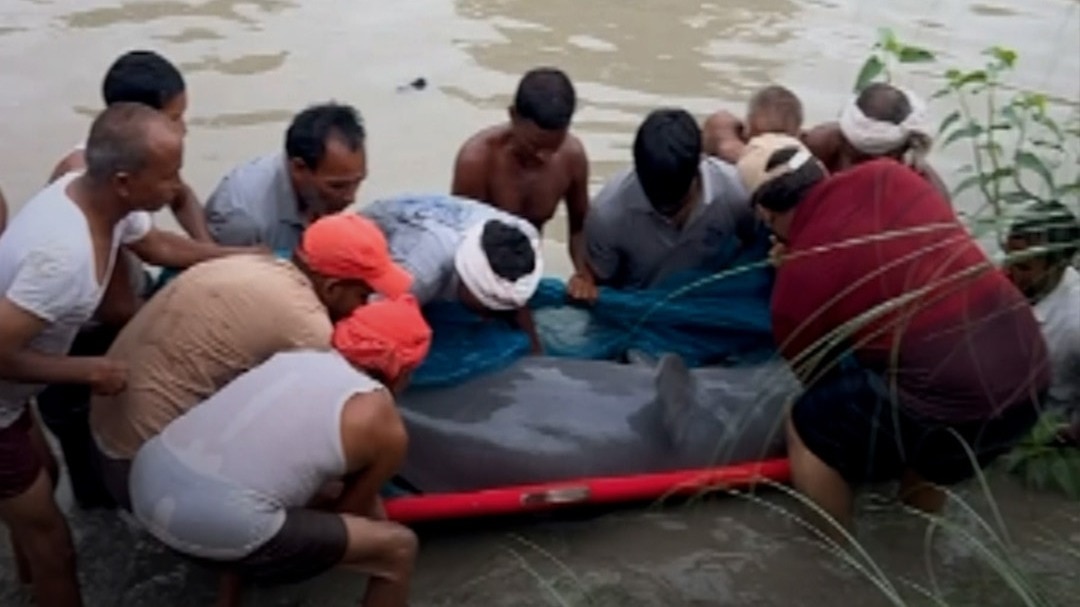 Dolfin Rescue