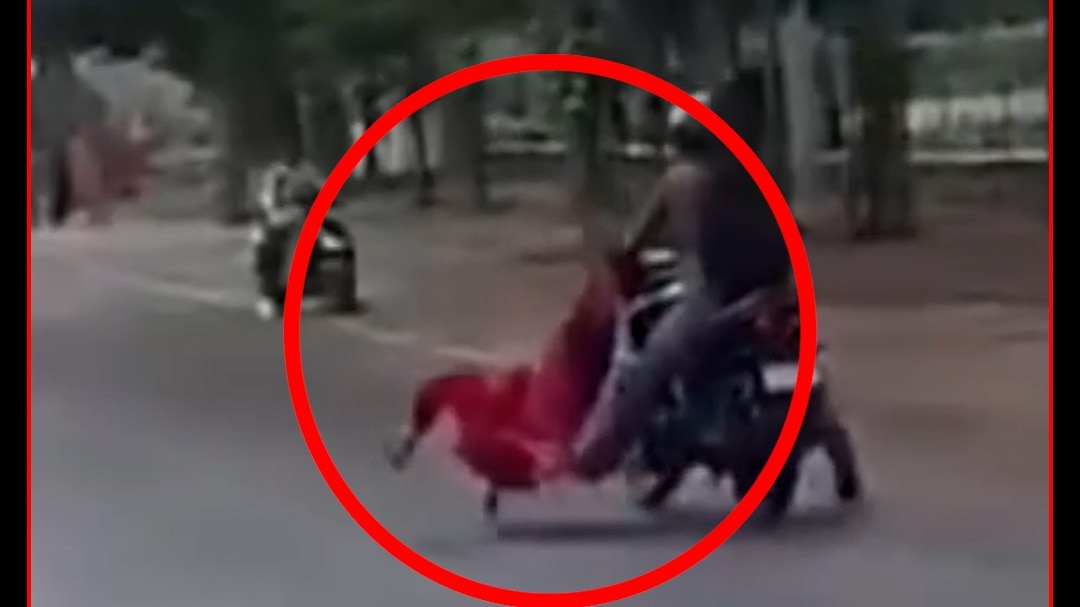 bihar rajgir viral video