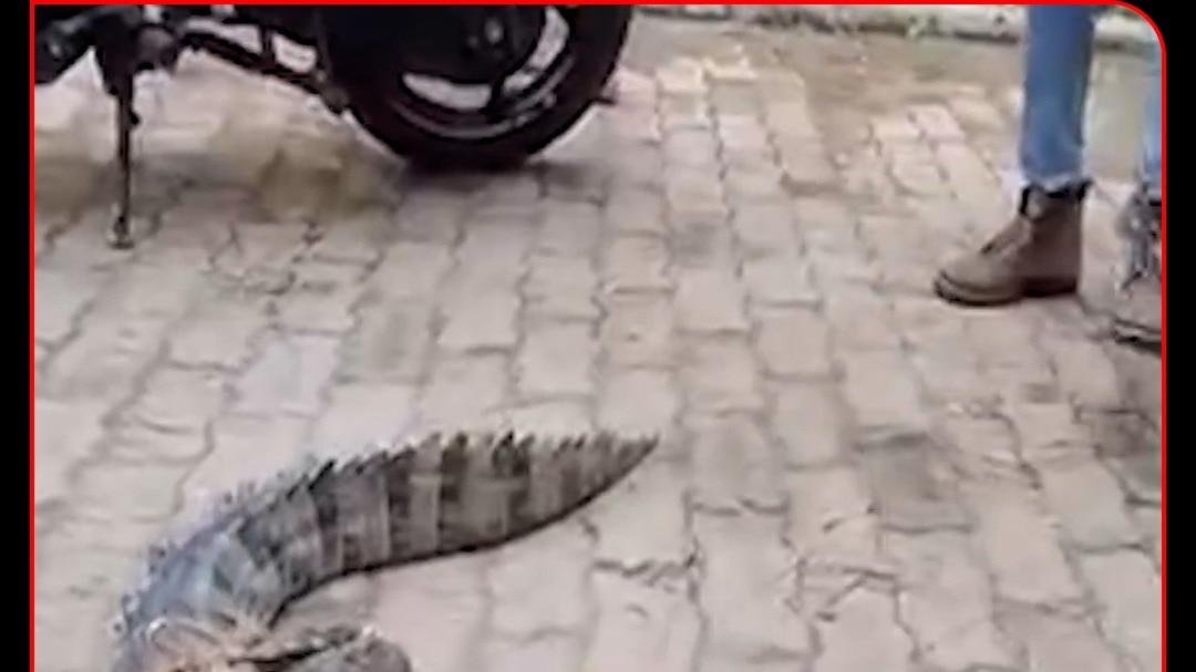 Crocodiel Rescue