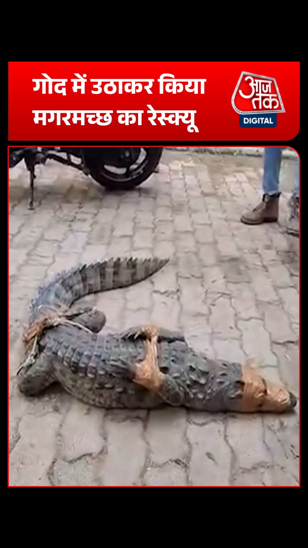 Crocodiel Rescue