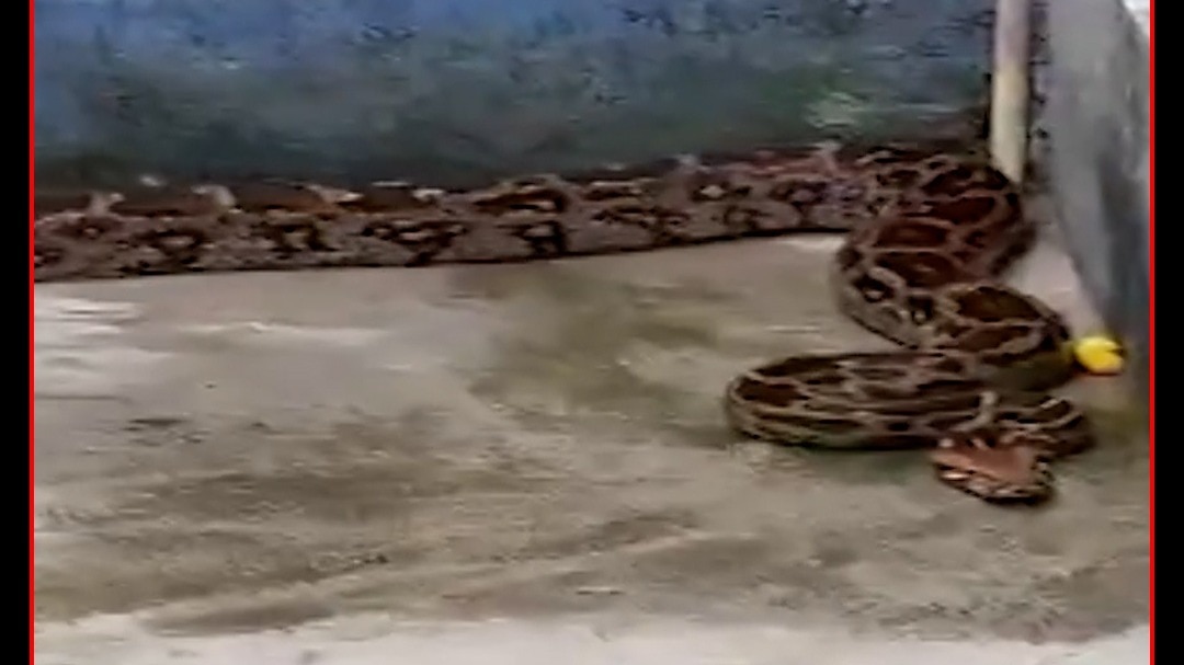 giant python enters house