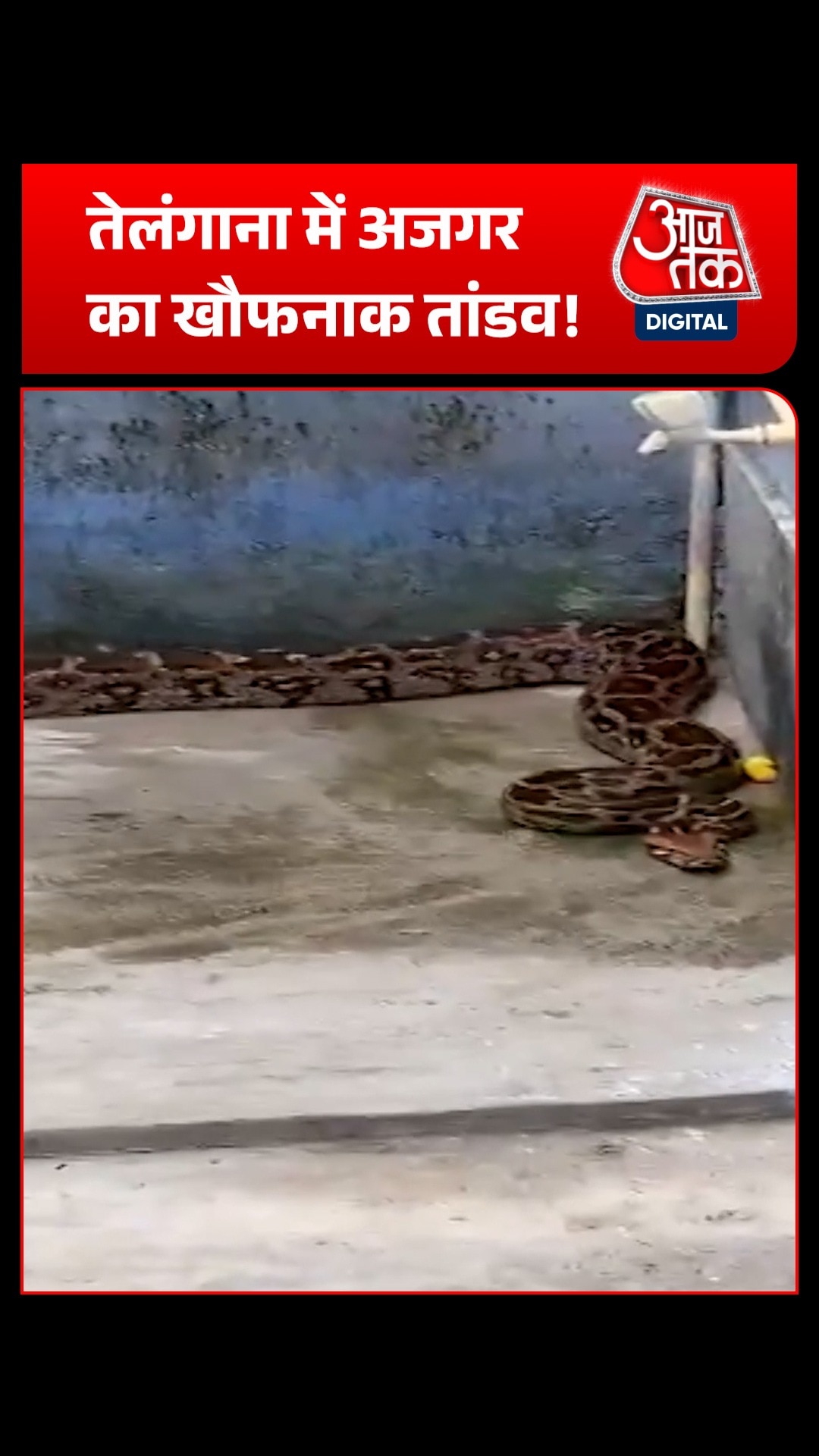 giant python enters house