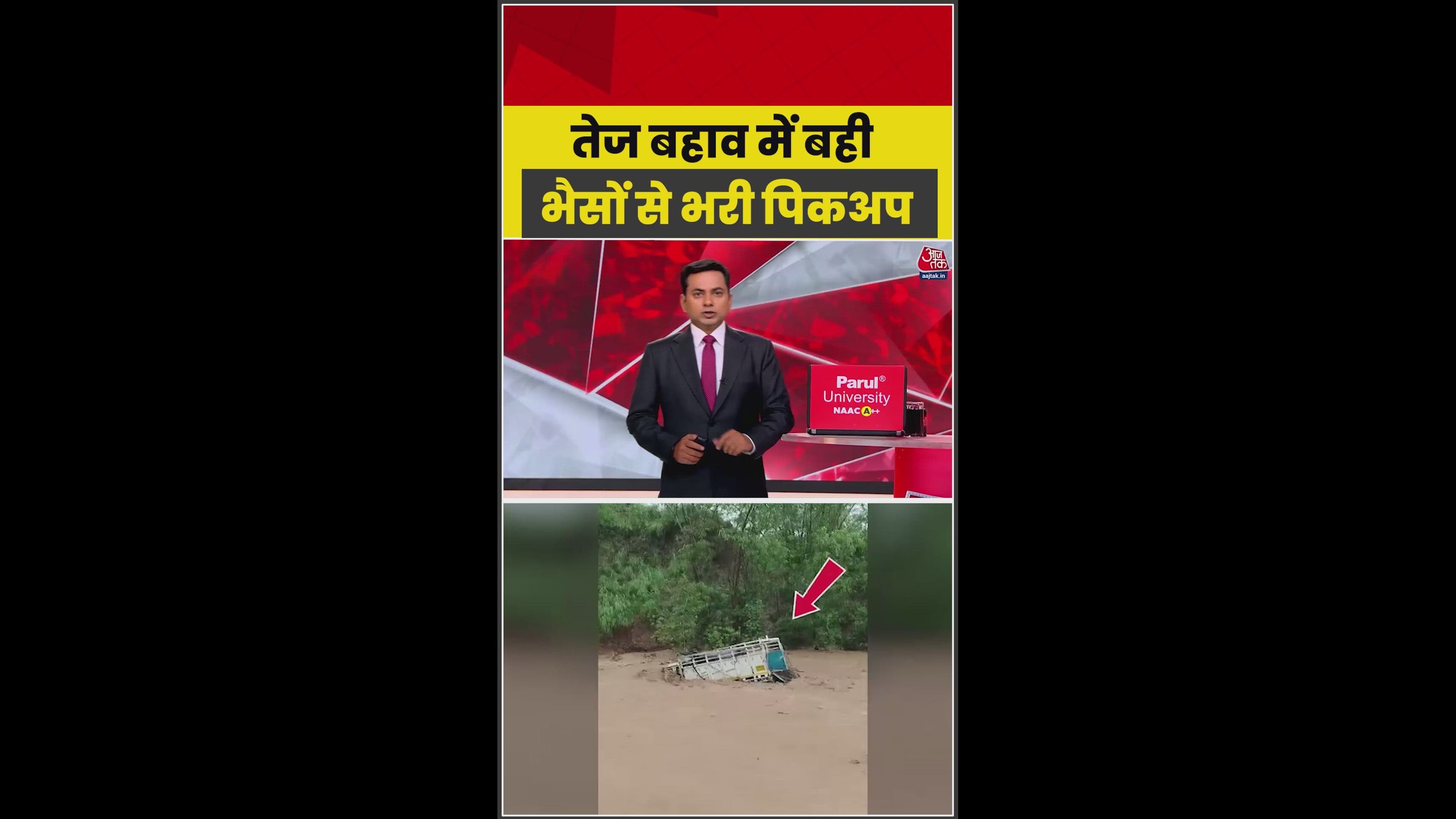 Mahindra pickup truck carrying buffaloes washed away in Mohali river.