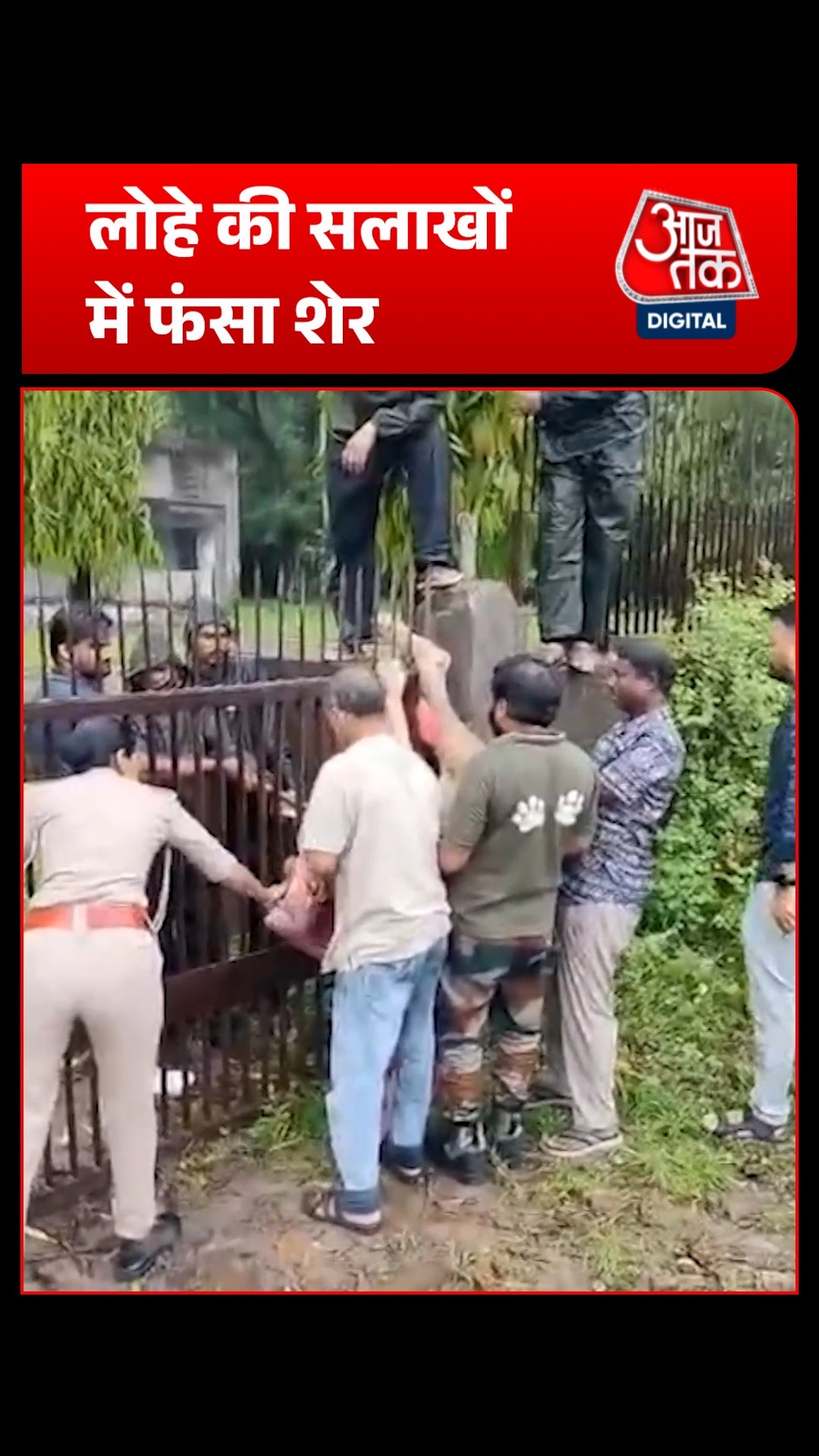 Lion Rescue 
