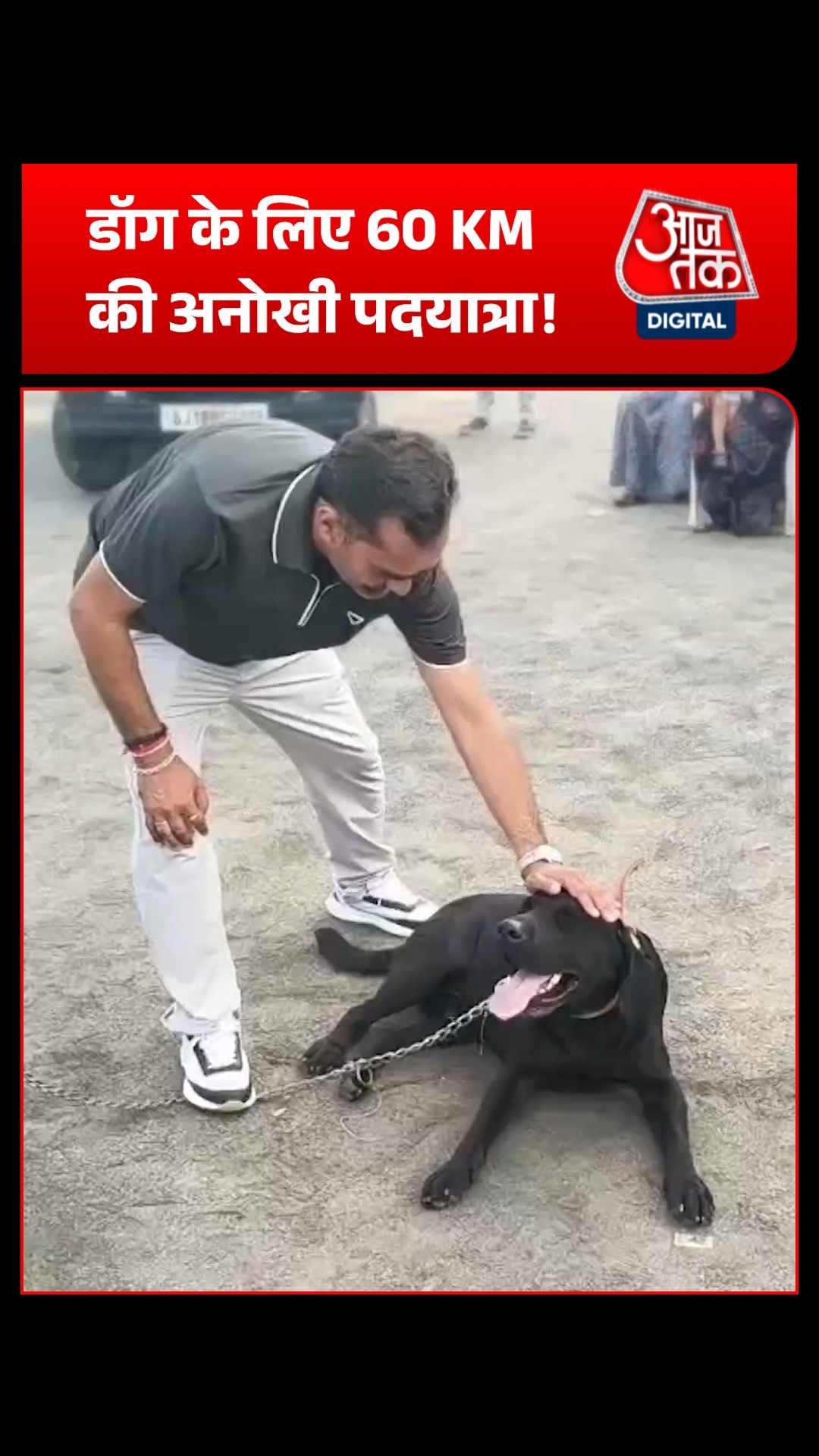 missing labrador returns home