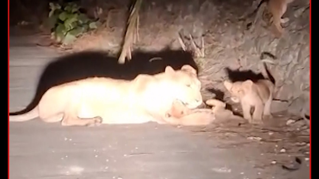 gir lions spotted roaming highway