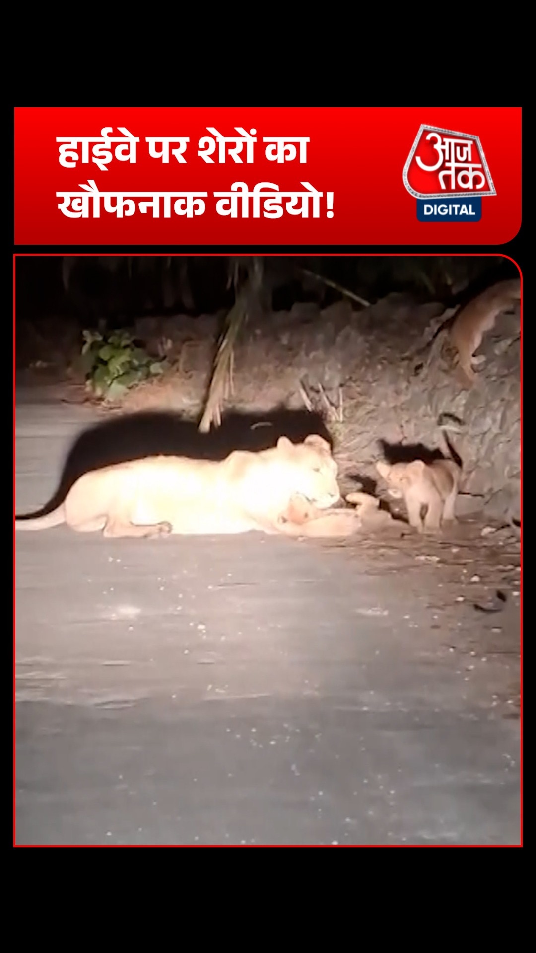 gir lions spotted roaming highway